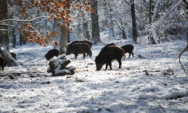 La Amenaza Silenciosa: Peste Porcina, Superpoblación de Jabalíes y el Futuro de Nuestros Pueblos.