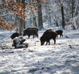 La Amenaza Silenciosa: Peste Porcina, Superpoblación de Jabalíes y el Futuro de Nuestros Pueblos.